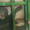 Do Chimps Have Legal Rights? NY Appeals Court To Decide If Caged Chimp Can Be Freed